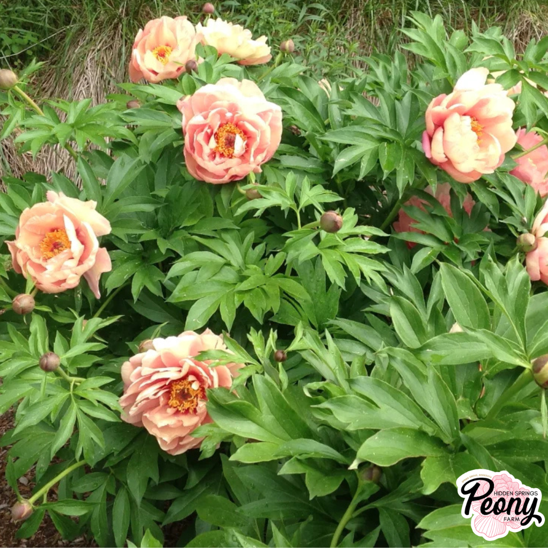 New This Season: Garden Candy® Itoh Peonies — Hidden Springs Peony